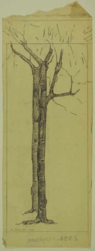 1917 -Piazza Napoleone (lucido per albero al centro)